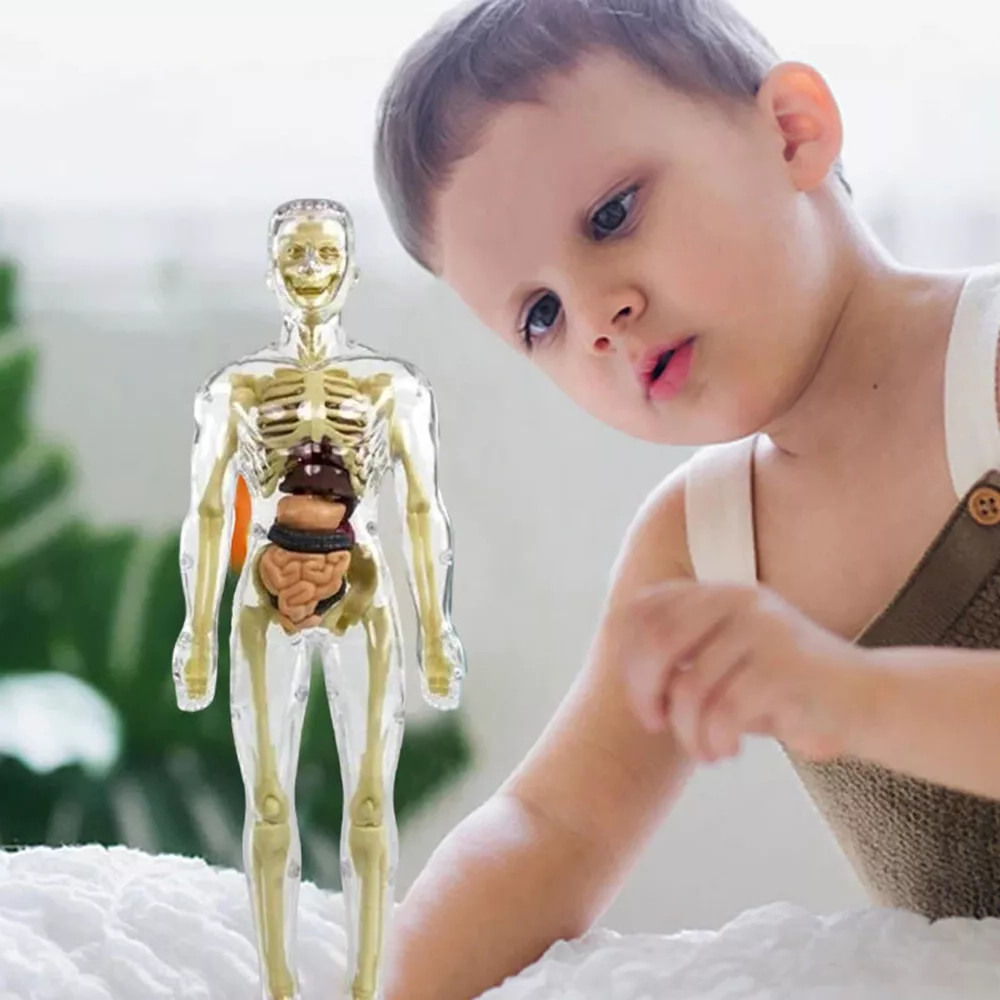 3d Human Body Torso Model for Kids