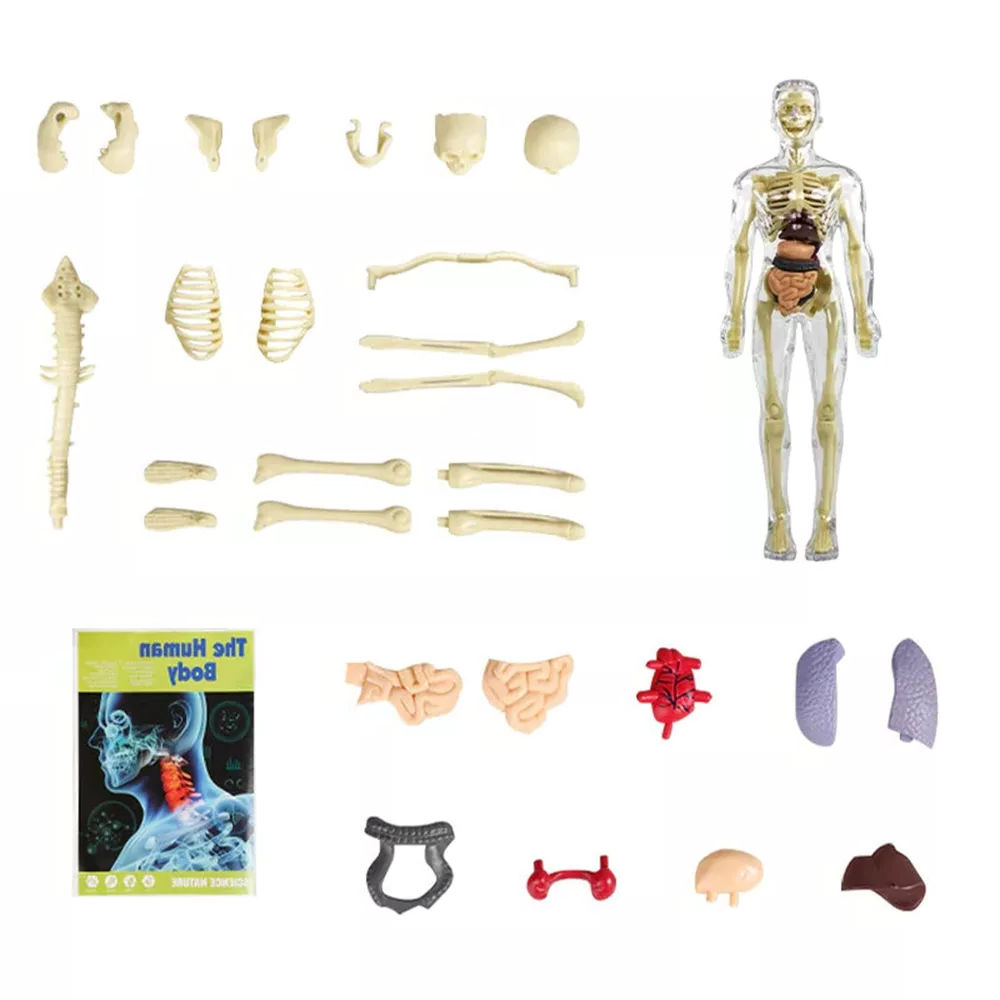 3d Human Body Torso Model for Kids