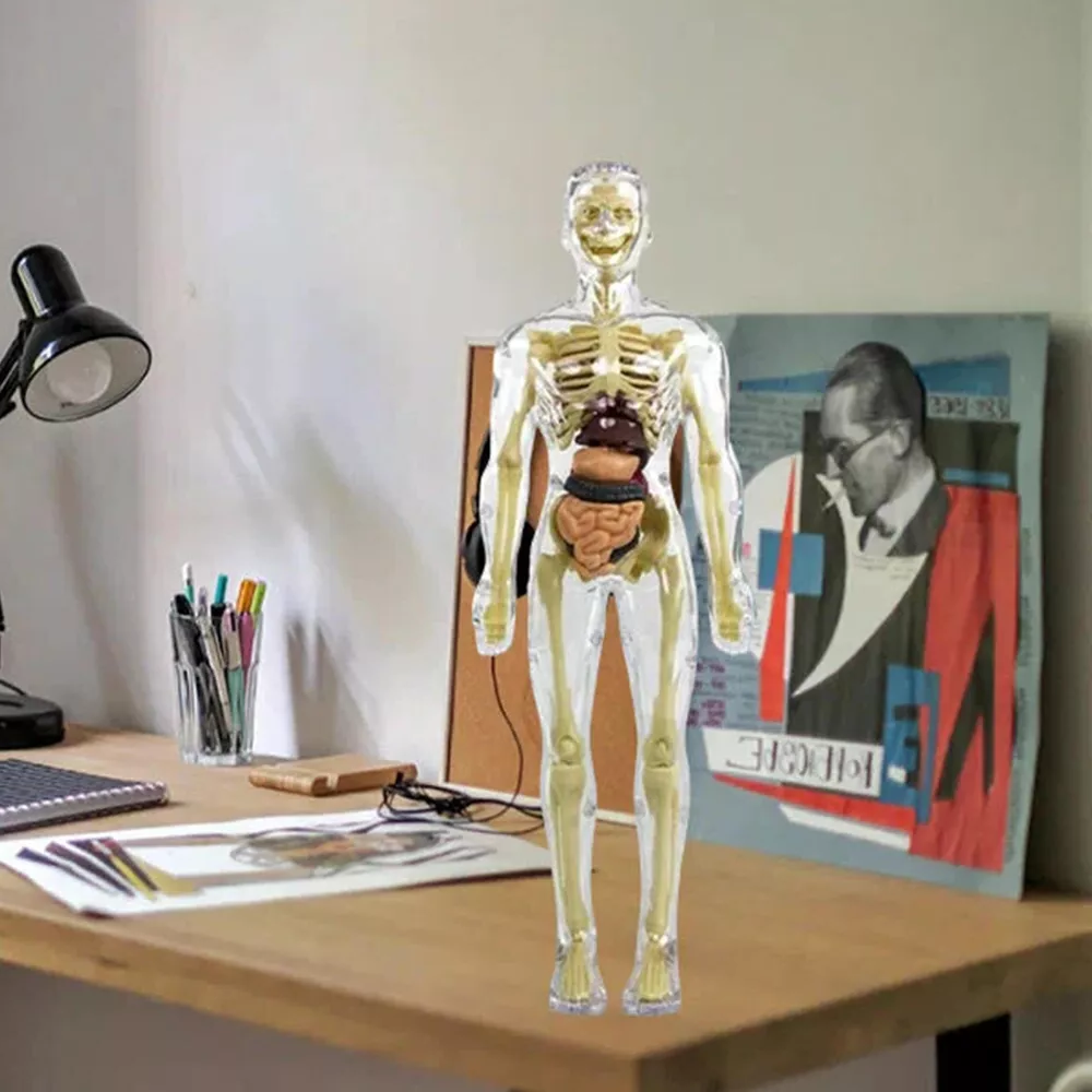 3d Human Body Torso Model for Kids