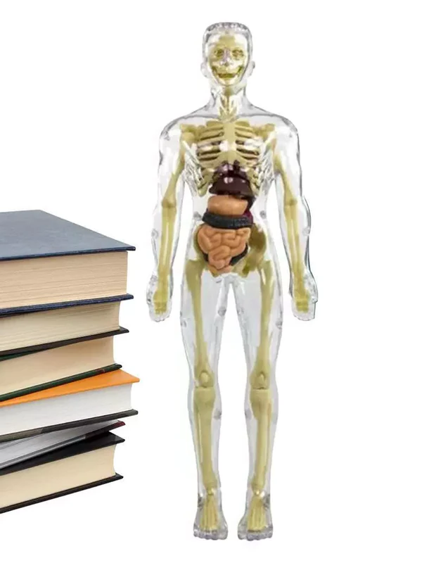 3d Human Body Torso Model for Kids