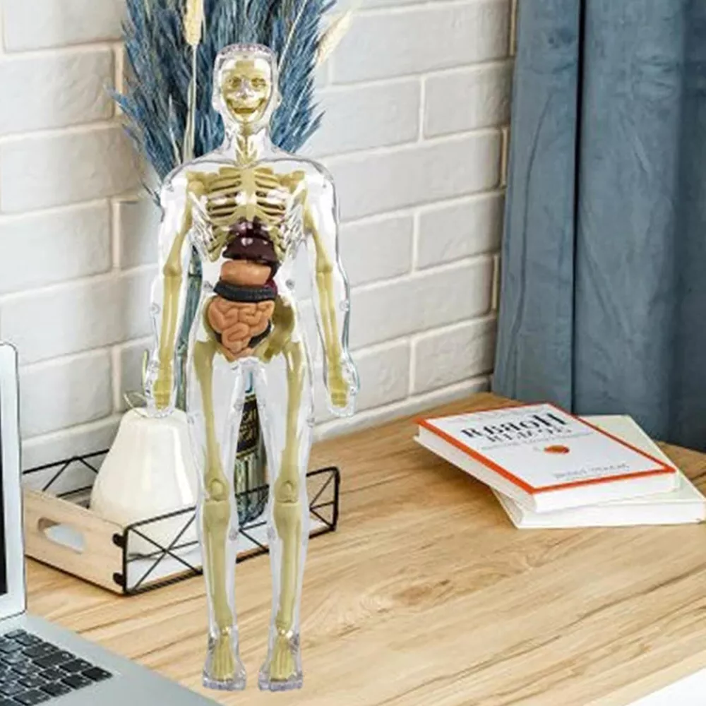 3d Human Body Torso Model for Kids